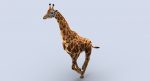 Giraffe (FUR) (RIGGED) 3D Model Online | Animal 3D Model Online