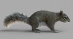 Squirrel (FUR) (RIGGED) 3D Model Online | Animal 3D Model Online