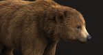 Brown Bear 3D Model Online | Animal 3D Model Online