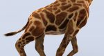 Giraffe (FUR) (RIGGED) 3D Model Online | Animal 3D Model Online