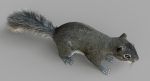 Squirrel 3D Model Online | Animal 3D Model Online