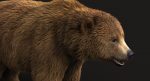 Brown Bear 3D Model Online | Animal 3D Model Online