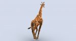 Giraffe (FUR) (RIGGED) 3D Model Online | Animal 3D Model Online