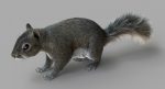 Squirrel (FUR) (RIGGED) 3D Model Online | Animal 3D Model Online
