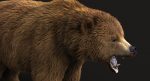 Brown Bear 3D Model Online | Animal 3D Model Online