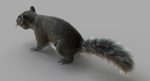 Squirrel 3D Model Online | Animal 3D Model Online