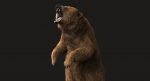 Brown Bear 3D Model Online | Animal 3D Model Online
