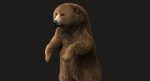 Brown Bear 3D Model Online | Animal 3D Model Online