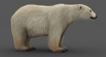 Polar Bear 3D Model Online | Animal 3D Model Online