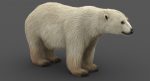 Polar Bear 3D Model Online | Animal 3D Model Online
