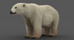 Polar Bear 3D Model Online | Animal 3D Model Online