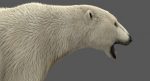 Polar Bear 3D Model Online | Animal 3D Model Online