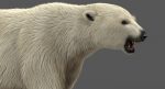Polar Bear 3D Model Online | Animal 3D Model Online