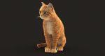 Cat 3D Model Online | Animal 3D Model Online