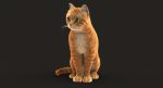 Cat 3D Model Online | Animal 3D Model Online