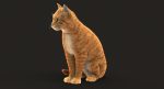 Cat 3D Model Online | Animal 3D Model Online
