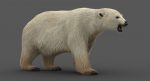 Polar Bear 3D Model Online | Animal 3D Model Online