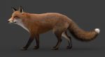 Fox 3D Model Online | Animal 3D Model Online