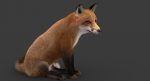 Fox 3D Model Online | Animal 3D Model Online