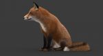 Fox 3D Model Online | Animal 3D Model Online