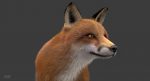 Fox 3D Model Online | Animal 3D Model Online