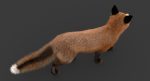 Fox 3D Model Online | Animal 3D Model Online