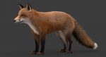 Fox 3D Model Online | Animal 3D Model Online