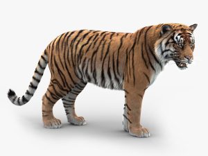 Tiger 3D Model Online | Animal 3D Model Online