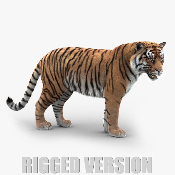 Bengal Tiger (FUR) (RIGGED)