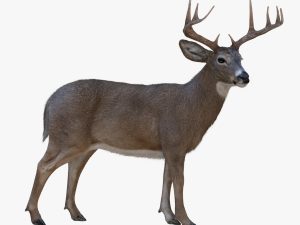 Deer 3D Model Online | Animal 3D Model Online