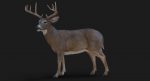 Deer 3D Model Online | Animal 3D Model Online