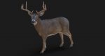 Deer 3D Model Online | Animal 3D Model Online