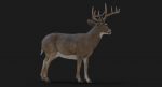 Deer 3D Model Online | Animal 3D Model Online