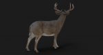 Deer 3D Model Online | Animal 3D Model Online