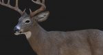 Deer 3D Model Online | Animal 3D Model Online