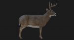 Deer 3D Model Online | Animal 3D Model Online
