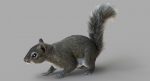 Squirrel (FUR) (RIGGED) 3D Model Online | Animal 3D Model Online