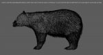 Black Bear 3D Model Online | Animal 3D Model Online