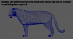 Tiger 3D Model Online | Animal 3D Model Online