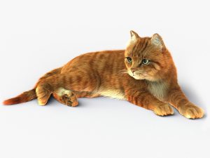 Cat 3D Model Online | Animal 3D Model Online