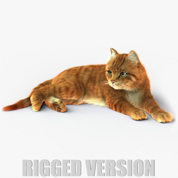 Cat 3D Model Online | Animal 3D Model Online