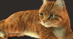 Cat 3D Model Online | Animal 3D Model Online