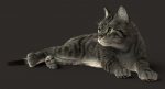 Cat 3D Model Online | Animal 3D Model Online