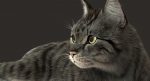 Cat 3D Model Online | Animal 3D Model Online