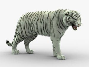 White Tiger 3D Model Online | Animal 3D Model Online