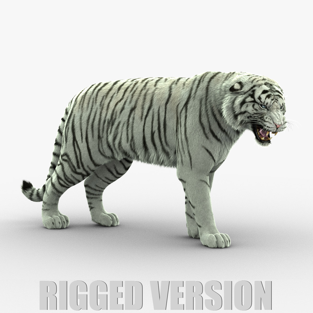 Tiger 3d model - Rigged, with Fur