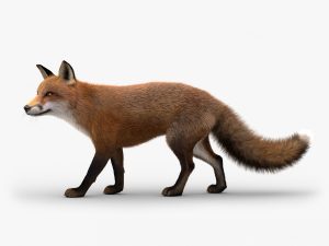 Fox 3D Model Online | Animal 3D Model Online