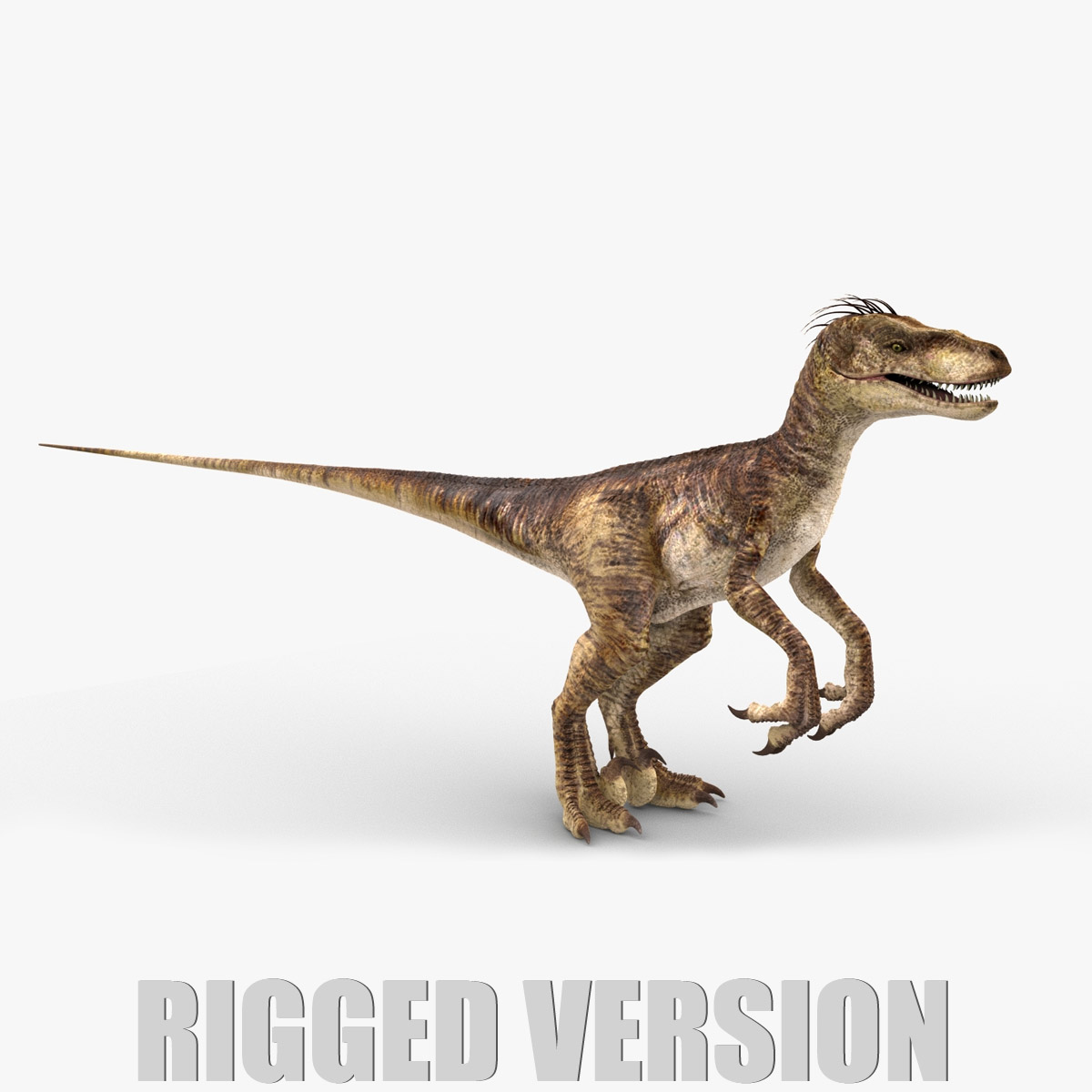 Velociraptor (2) (RIGGED) 3D Model Online | Animal 3D Model Online