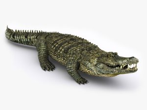 Crocodile (RIGGED) 3D Model Online | Animal 3D Model Online