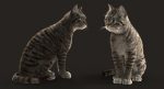 Cat 3D Model Online | Animal 3D Model Online